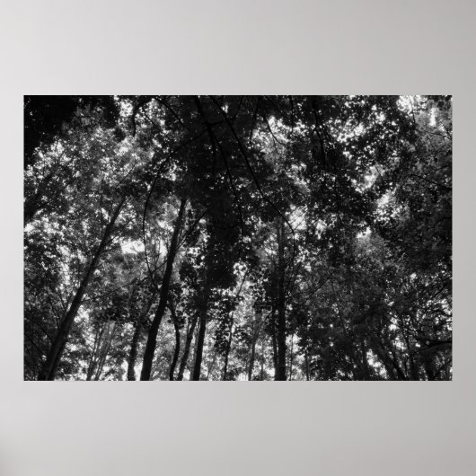 Poster Canopée de bois 01 BW (Devant)