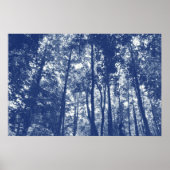Poster Canopée de bois - Effet Cyanotype (Devant)