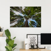 Poster canopée de sapin de Douglas (Bureau à domicile)