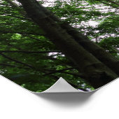 Poster Canopée des bois 01 (Coin)