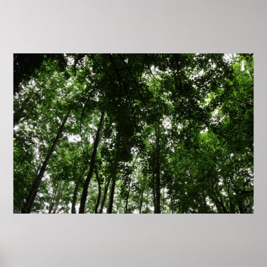 Poster Canopée des bois 01 (Devant)