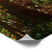 Poster Canopée des Feuilles d'automne II Photographie d'a (Coin)