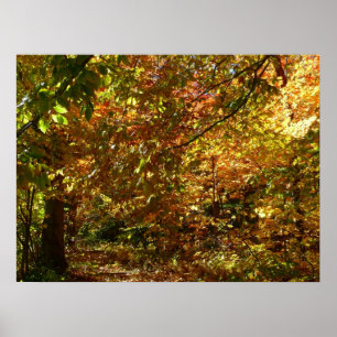 Poster Canopée des Feuilles d'automne II Photographie d'a