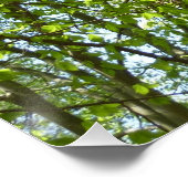 Poster Canopée du printemps Feuille Green Nature Scene (Coin)