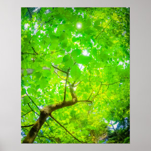 Poster Canopée Verdoyante de Karuizawa