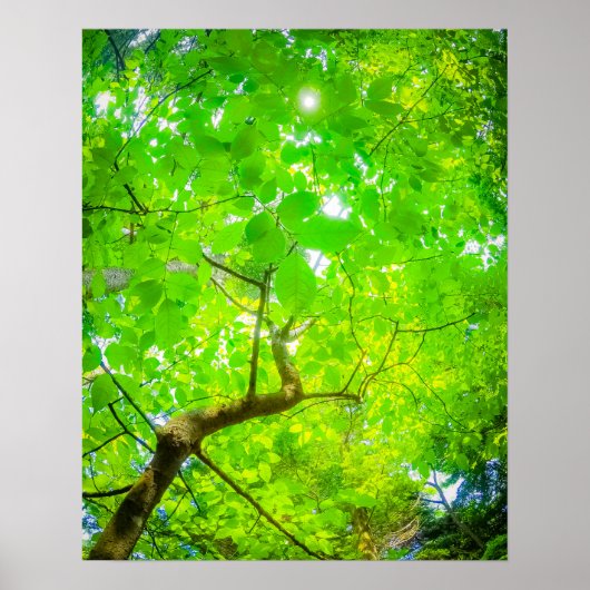 Poster Canopée Verdoyante de Karuizawa (Devant)