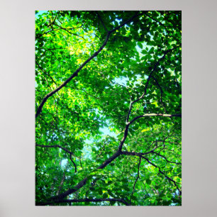 Poster Canopée verte, Branches feuillues avec ciel bleu