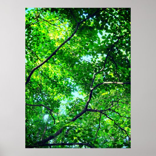 Poster Canopée verte, Branches feuillues avec ciel bleu (Devant)