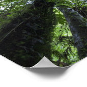 Poster Canopées de pongards dans la brousse luxuriante (Coin)