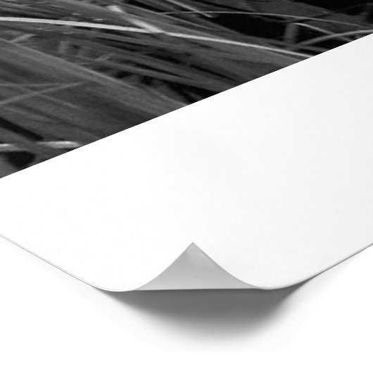 Poster Canots (Coin)