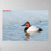 Poster Canvas Back Duck (Devant)