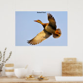 Poster Canvas Back Duck (Cuisine)