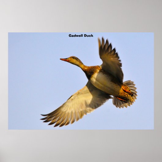 Poster Canvas Back Duck (Devant)