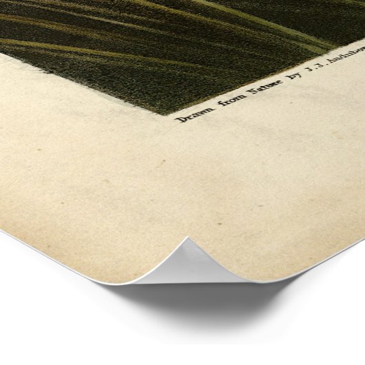 Poster Canvas Duck d'Audubon's Birds of America (Coin)