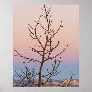 Poster Canyon de Bryce, Utah. Arbre dénudé devant le couc