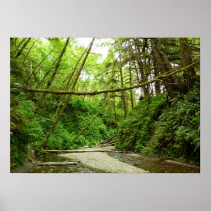 Poster Canyon Fern I au Parc national de Redwood