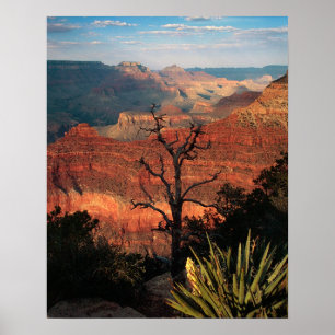 Poster Canyon grand Flora