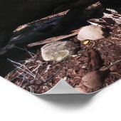 Poster Canyon noir de la Gunnison (Coin)