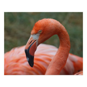 Poster Caoutchouc de phoenicopterus