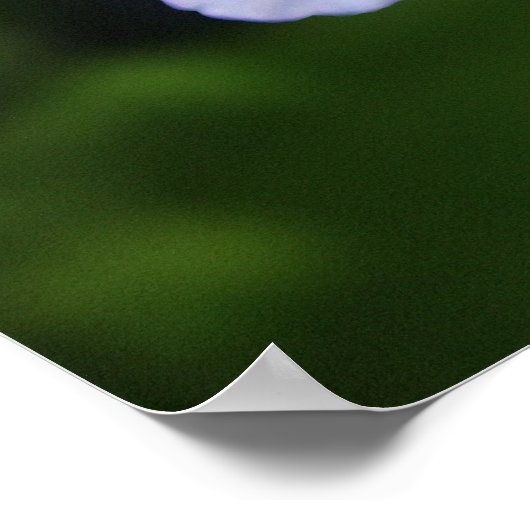 Poster Cap-plumbago (Coin)