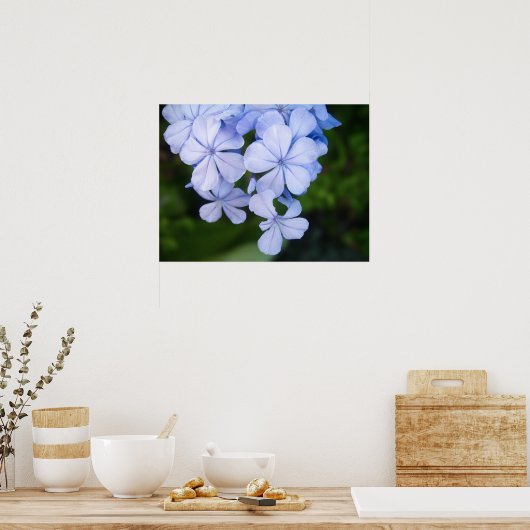 Poster Cap-plumbago (Cuisine)