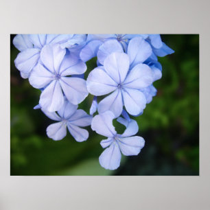 Poster Cap-plumbago