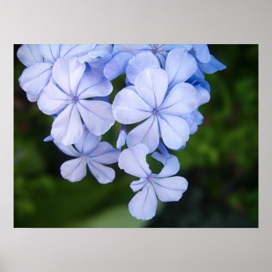 Poster Cap-plumbago (Devant)