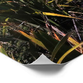 Poster Cap Reinga (Coin)