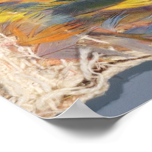 Poster cape à plumes (Coin)