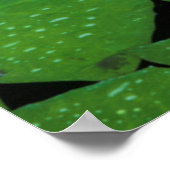 Poster Cape Blue Water Lily (Coin)