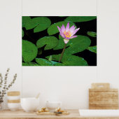 Poster Cape Blue Water Lily (Cuisine)