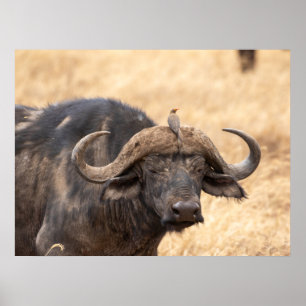 Poster Cape Buffalo avec Egret - Massai Mara Safari Poste