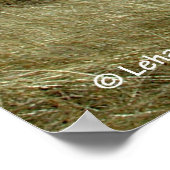 Poster Cape Cod Beach (Coin)