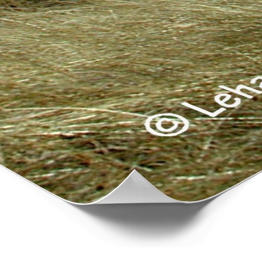 Poster Cape Cod Beach (Coin)