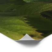 Poster Cape Cod Hydrangea Home (Coin)