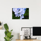 Poster Cape plumbago (Bureau à domicile)