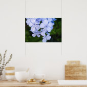 Poster Cape plumbago (Cuisine)