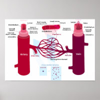 Capillaires des vaisseaux sanguins Diagramme Artèr