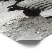 Poster Capitale des lions du pilier de l'empereur Ashoka (Coin)