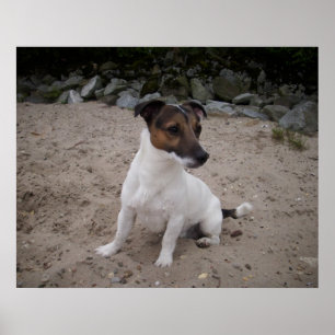Poster Capo von Oppenheim, chien Jack Russell