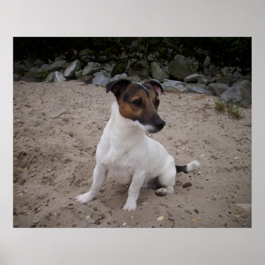 Poster Capo von Oppenheim, chien Jack Russell (Devant)