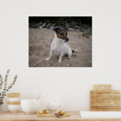 Poster Capo von Oppenheim, chien Jack Russell (Cuisine)