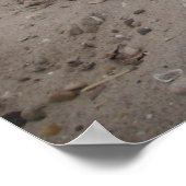 Poster Capo von Oppenheim, chien Jack Russell (Coin)