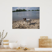 Poster Capo von Oppenheim, chien Jack Russell (Cuisine)