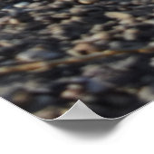 Poster Capo von Oppenheim, chien Jack Russell Terrier (Coin)