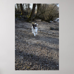 Poster Capo von Oppenheim, chien Jack Russell Terrier