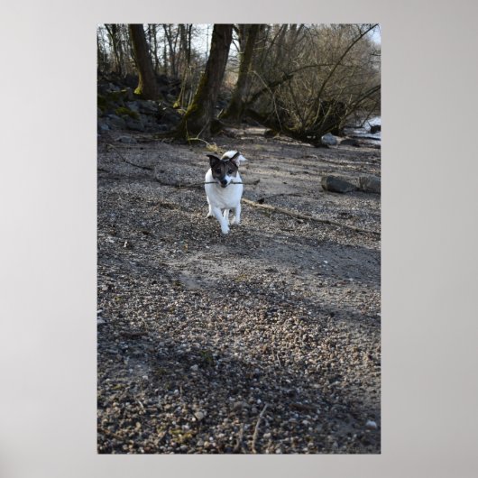 Poster Capo von Oppenheim, chien Jack Russell Terrier (Devant)