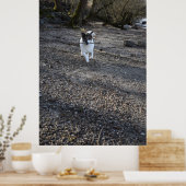 Poster Capo von Oppenheim, chien Jack Russell Terrier (Cuisine)