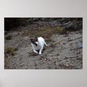 Poster Capo von Oppenheim, chien Jack Russell Terrier