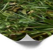 Poster Capo von Oppenheim, chien Jack Russell Terrier (Coin)